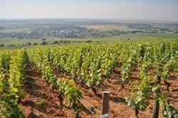 Corton Charlemagne