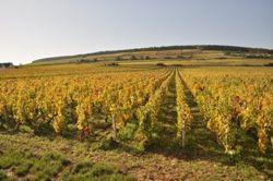 Corton